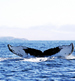 whales bears and vancouver island